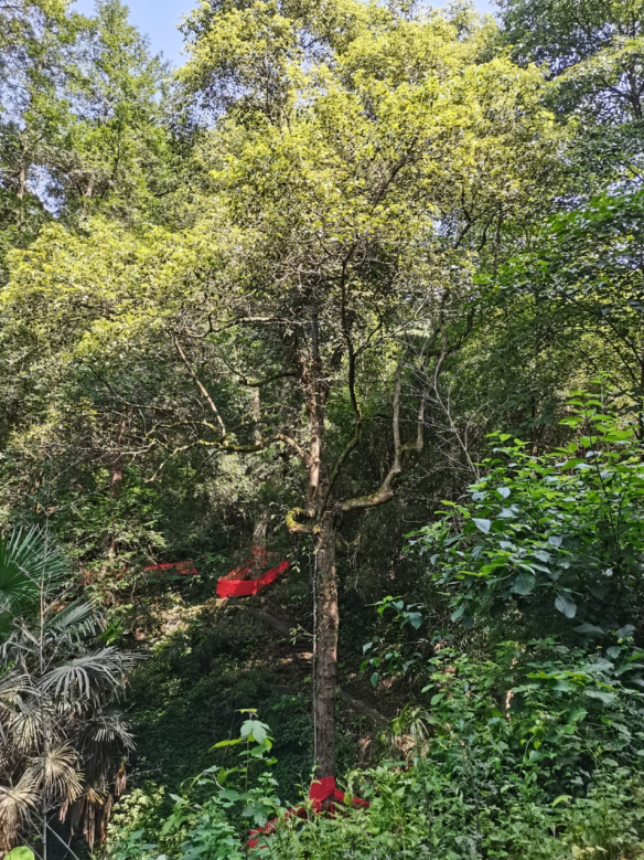 發(fā)力五型經(jīng)濟(jì)，著力打造“中國龍腦之都”