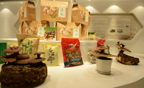 依托蘋果和香菇兩大特色優(yōu)勢產業(yè)，萬榮縣積極申創(chuàng)國家農業(yè)現(xiàn)代化示范區(qū)